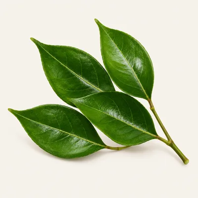 Curry leaves
